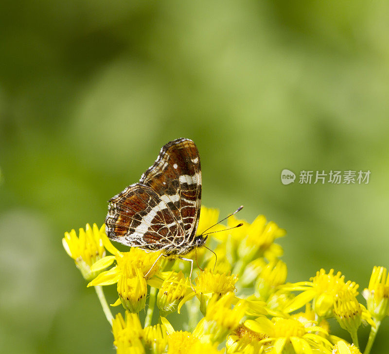 地图蝴蝶(Araschnia levana)第二代